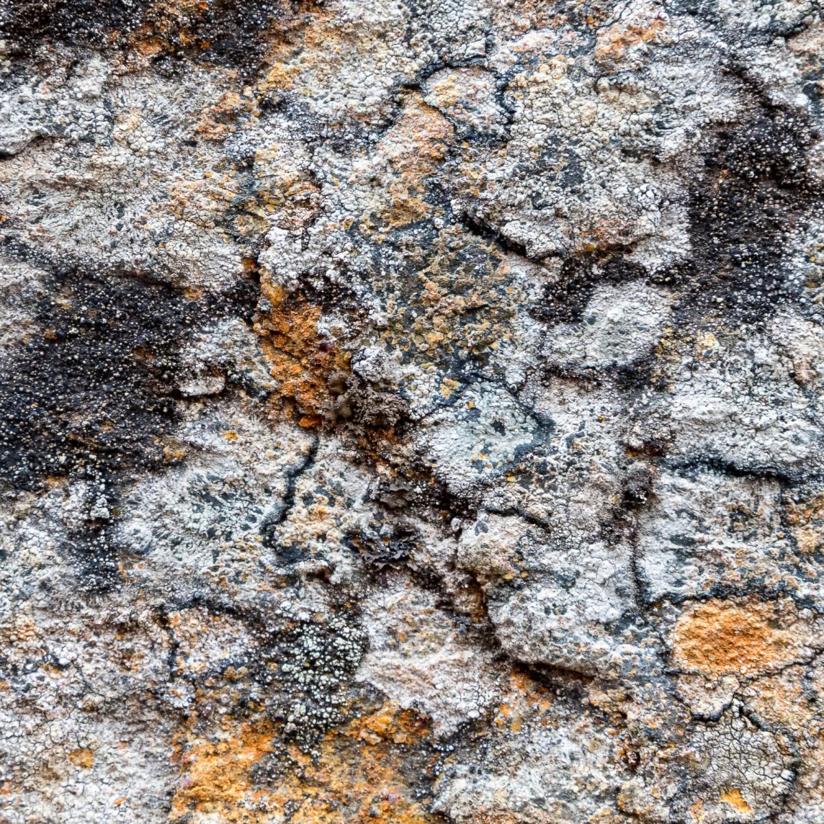 Gray rock surface with yellow lichens as natural background concept or unusual original texture